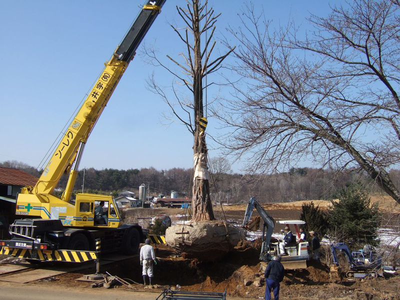 大型重機による大木の移植